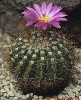 Notocactus cv. purpureus     